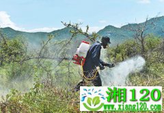 国际社会亟须强化合作应对蝗灾