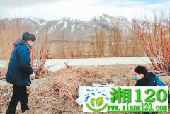 防治沙漠蝗 中国紧锣密鼓